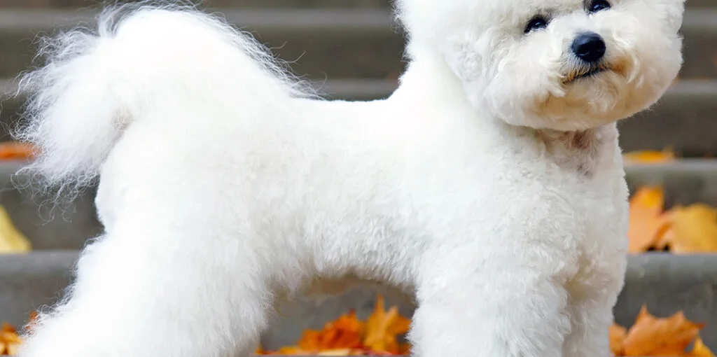 bichon-Frise