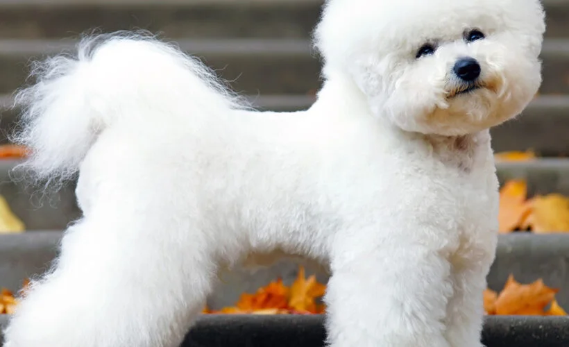 bichon-Frise