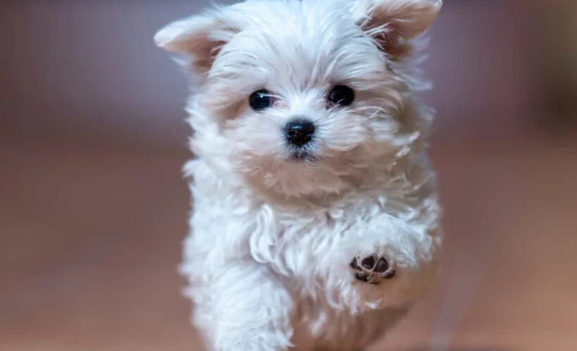 maltese
