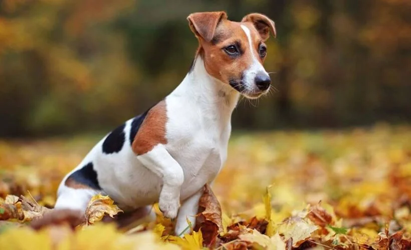 معرفی نژاد جک راسل تریر | ویژگی های سگ Jack Russell Terrier
