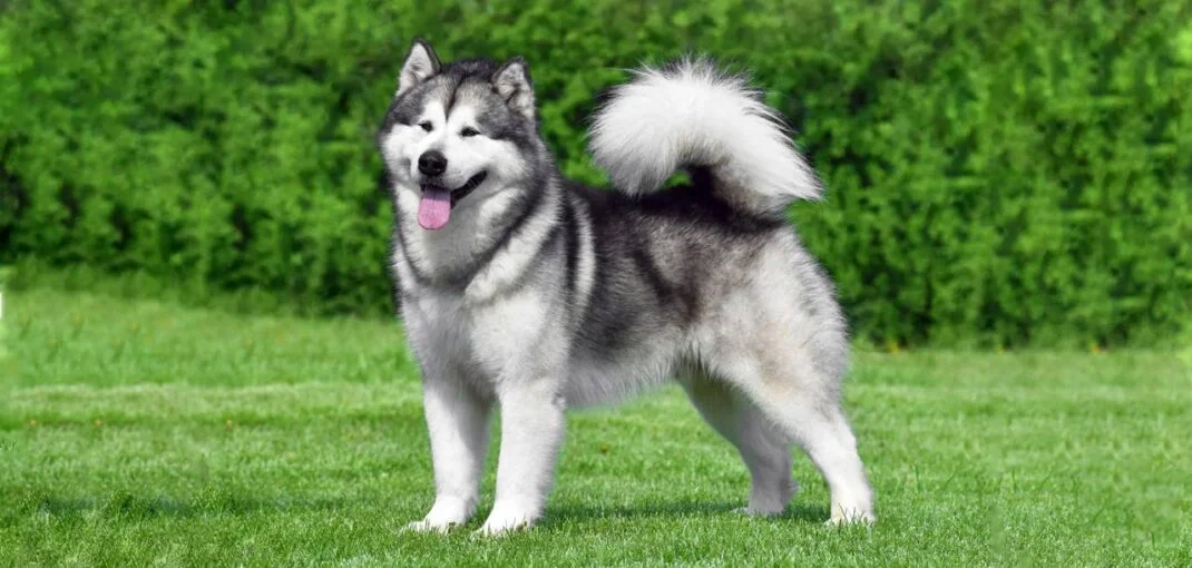 معرفی نژاد مالاموت آلاسکایی | خرید سگ نژاد Alaskan Malamute