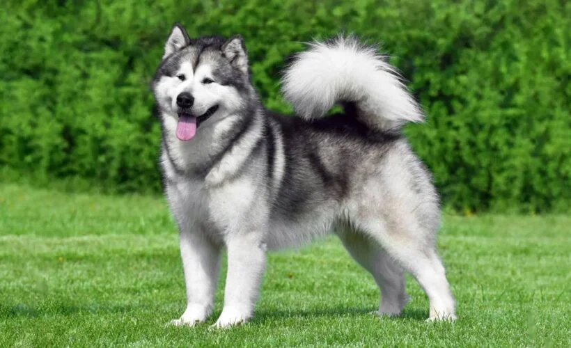 معرفی نژاد مالاموت آلاسکایی | خرید سگ نژاد Alaskan Malamute