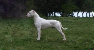 معرفی سگ نژاد داگو آرژانتینو | همه اطلاعات درمورد نژاد Dogo Argentino
