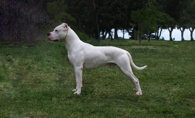 معرفی سگ نژاد داگو آرژانتینو | همه اطلاعات درمورد نژاد Dogo Argentino