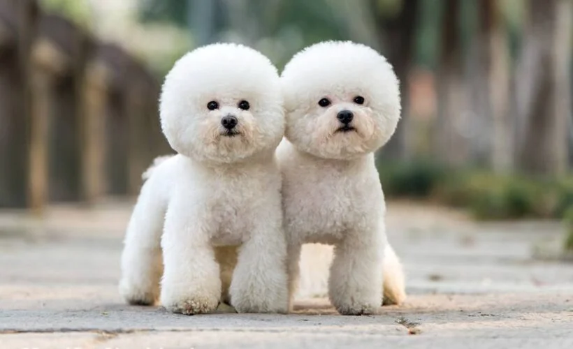 معرفی نژاد پودل | همه چیز در مورد سگ نژاد Poodle