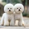معرفی نژاد پودل | همه چیز در مورد سگ نژاد Poodle