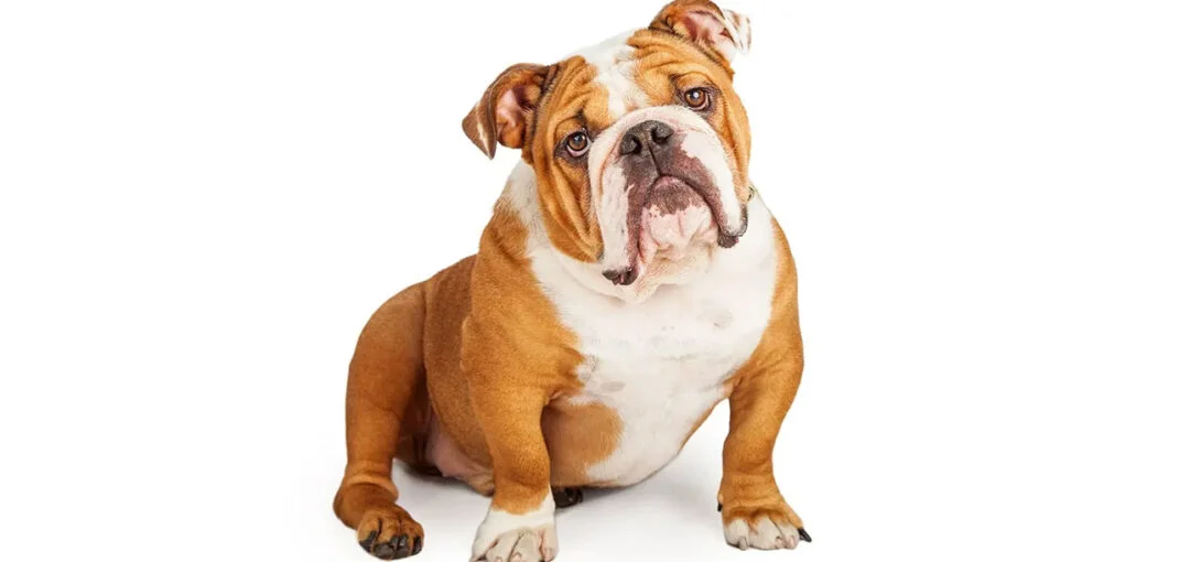 سگ نژاد بولداگ: راهنمای کامل خرید، نگهداری و ویژگی‌های English Bulldog