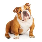 سگ نژاد بولداگ: راهنمای کامل خرید، نگهداری و ویژگی‌های English Bulldog