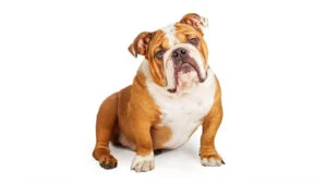 سگ نژاد بولداگ: راهنمای کامل خرید، نگهداری و ویژگی‌های English Bulldog