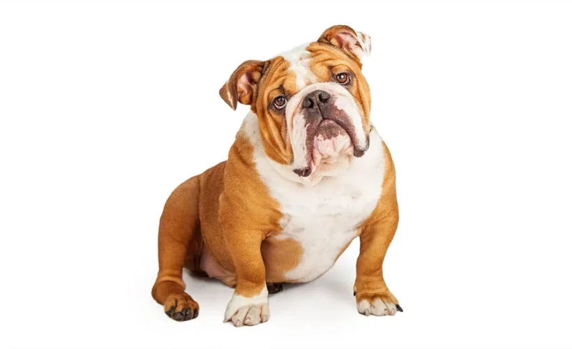 سگ نژاد بولداگ: راهنمای کامل خرید، نگهداری و ویژگی‌های English Bulldog