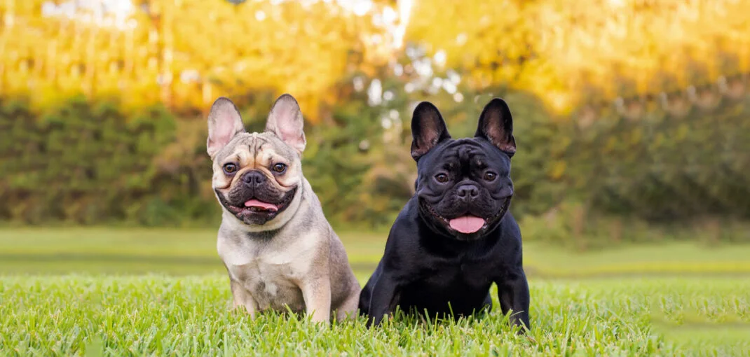 معرفی سگ نژاد فرنچ بولداگ | خرید سگ French Bulldog | فروش نژاد سگ فرنچ بولداگ