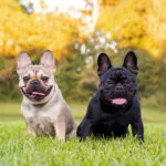 معرفی سگ نژاد فرنچ بولداگ | خرید سگ French Bulldog | فروش نژاد سگ فرنچ بولداگ