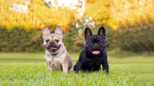 معرفی سگ نژاد فرنچ بولداگ | خرید سگ French Bulldog | فروش نژاد سگ فرنچ بولداگ