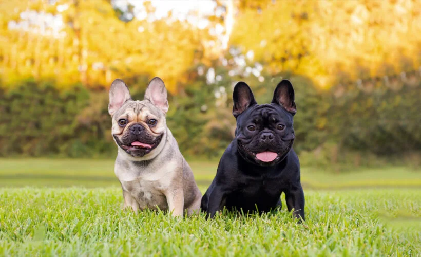 معرفی سگ نژاد فرنچ بولداگ | خرید سگ French Bulldog | فروش نژاد سگ فرنچ بولداگ