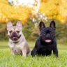 معرفی سگ نژاد فرنچ بولداگ | خرید سگ French Bulldog | فروش نژاد سگ فرنچ بولداگ