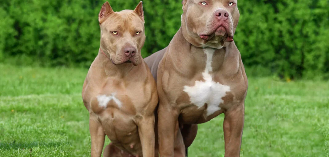 معرفی نژاد سگ پیت بول | خرید سگ نژاد Pit Bull