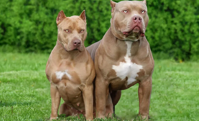 معرفی نژاد سگ پیت بول | خرید سگ نژاد Pit Bull