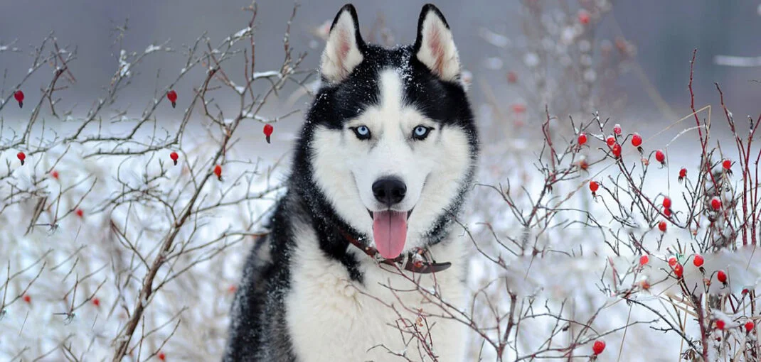 معرفی سگ نژاد هاسکی | خرید سگ Siberian Husky | قیمت هاسکی
