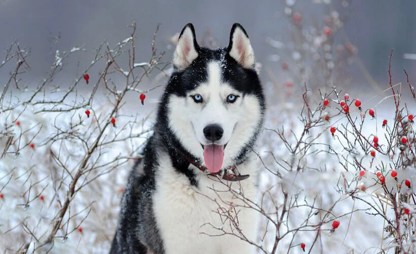 معرفی سگ نژاد هاسکی | خرید سگ Siberian Husky | قیمت هاسکی