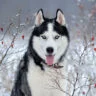 معرفی سگ نژاد هاسکی | خرید سگ Siberian Husky | قیمت هاسکی