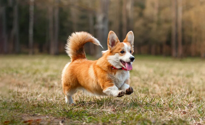 معرفی سگ نژاد ولش کورگی | فروش سگ Welsh Corgi