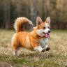 معرفی سگ نژاد ولش کورگی | فروش سگ Welsh Corgi