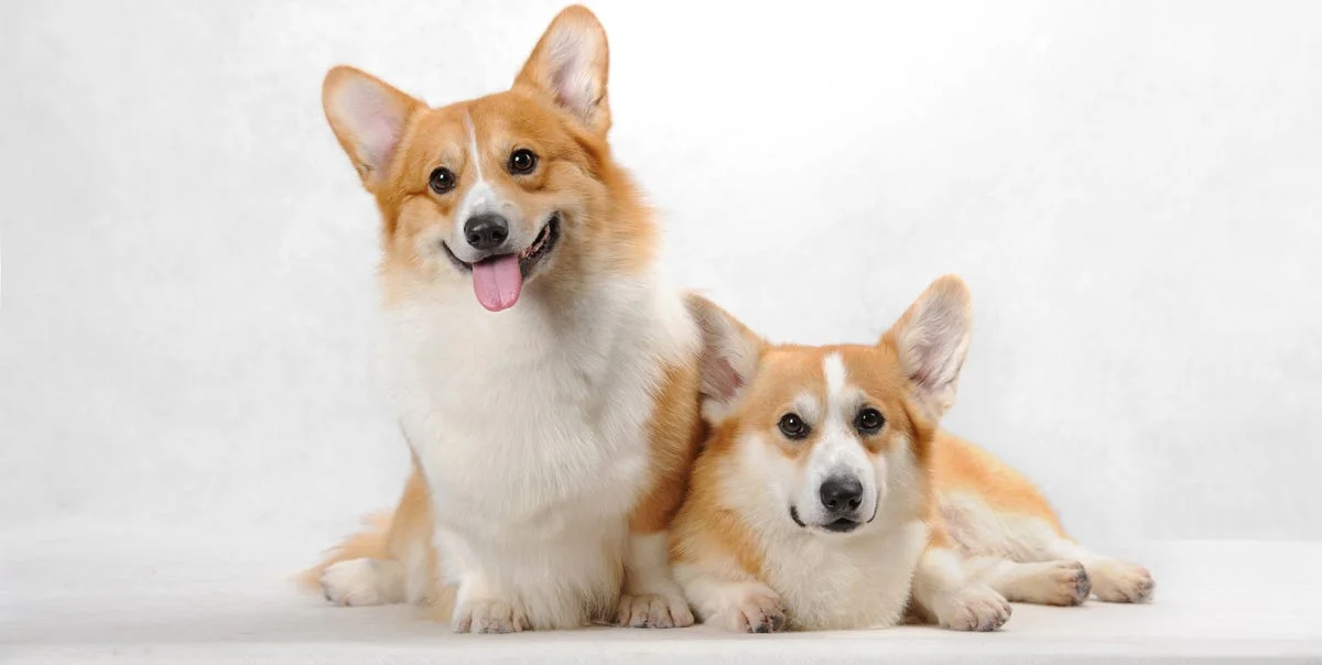 سگ نژاد ولش کورگی | Welsh Corgi