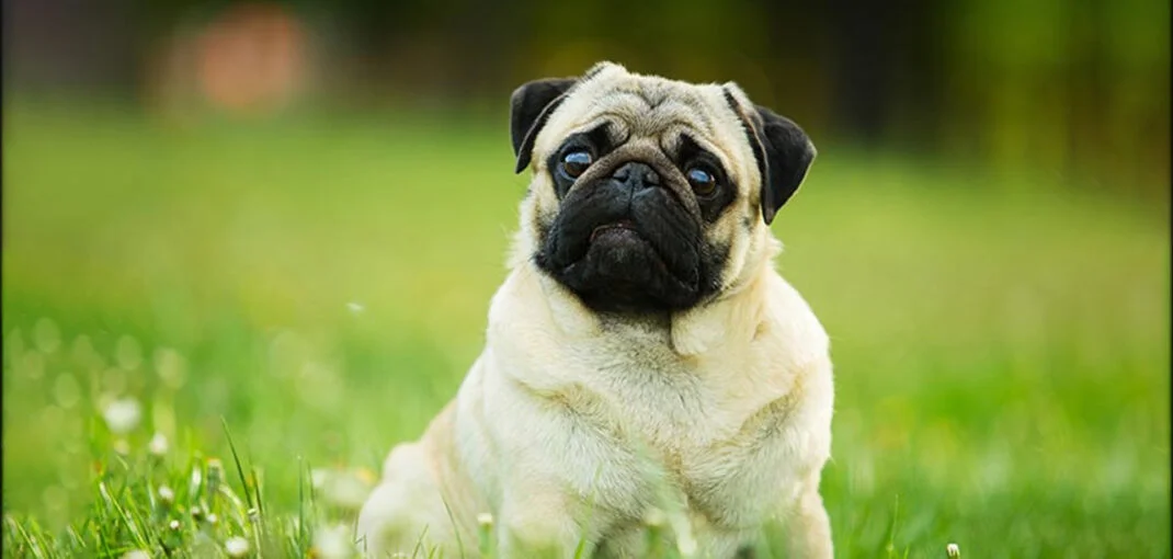 معرفی سگ نژاد پاگ | خرید سگ نژاد Pug | فروش توله نژاد پاگ