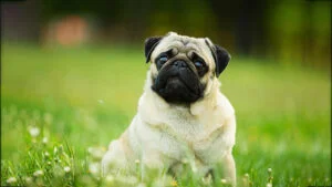 معرفی سگ نژاد پاگ | خرید سگ نژاد Pug | فروش توله نژاد پاگ