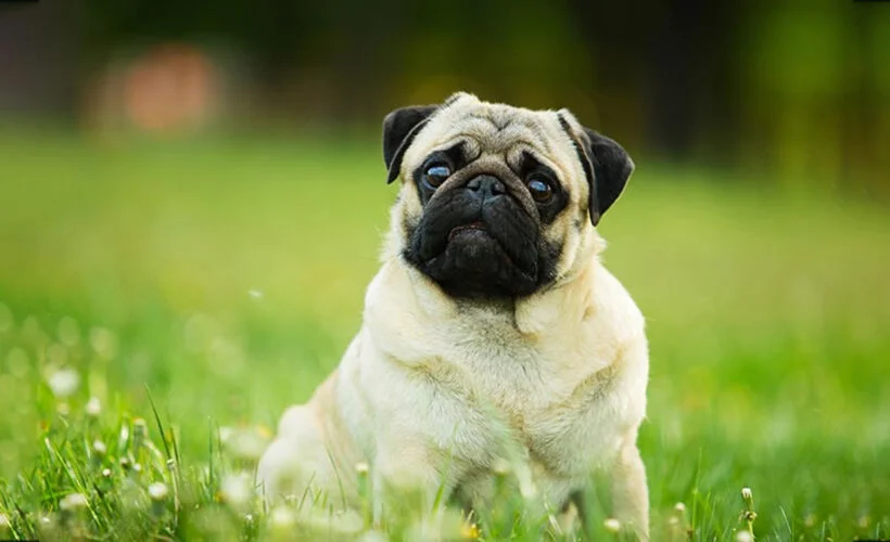 معرفی سگ نژاد پاگ | خرید سگ نژاد Pug | فروش توله نژاد پاگ