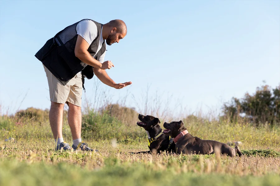 dog-training۲.jpg