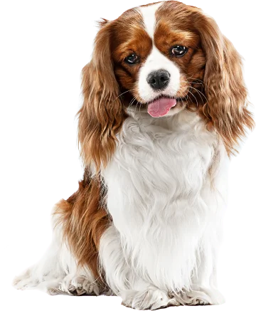 spaniel puppy playing studio cute doggy pet is sitting isolated blue background cavalier king charles negative space insert your text image concept movement animal rights 1 optimized