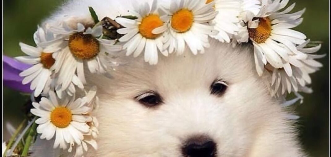 معرفی نژاد و خرید سگ ساموئید