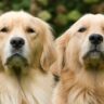 معرفی سگ نژاد گلدن رتریور | اطلاعات در مورد Golden Retriever