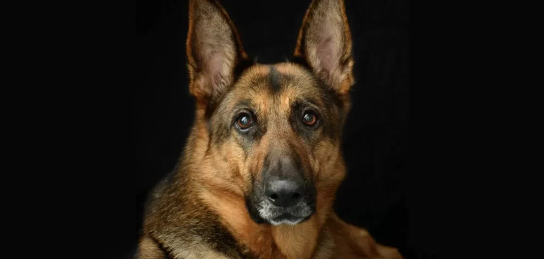 معرفی سگ ژرمن شپرد | همه چیز در مورد نژاد German Shepherd