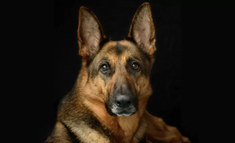 معرفی سگ ژرمن شپرد | همه چیز در مورد نژاد German Shepherd