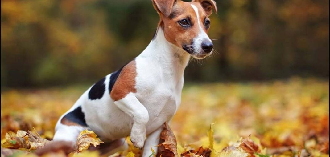 معرفی نژاد جک راسل تریر | ویژگی های سگ Jack Russell Terrier