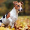 معرفی نژاد جک راسل تریر | ویژگی های سگ Jack Russell Terrier