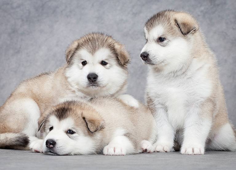 فروش سگ نژاد مالاموت آلاسکایی در تهران و ایران