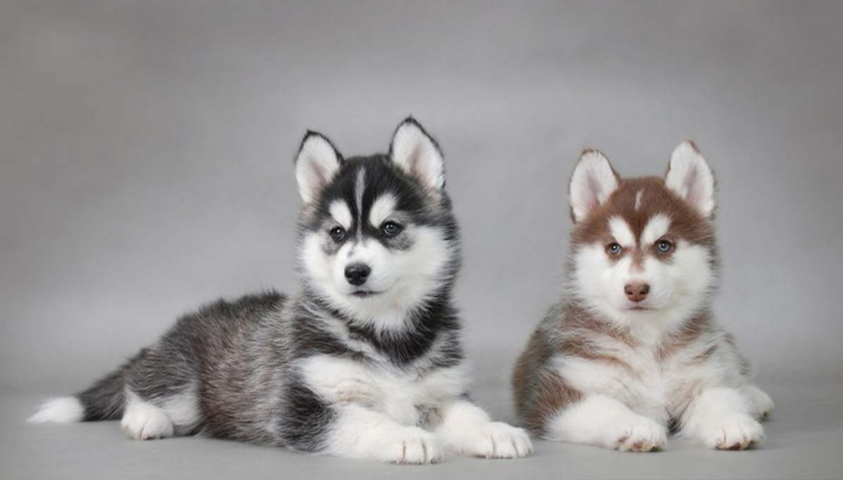 خرید توله هاسکی سیبری از من و تو پت شاپ