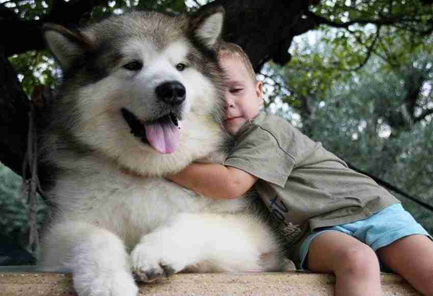 خصوصیات رفتاری سگ نژاد مالاموت آلاسکایی