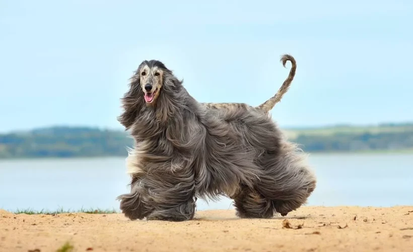 معرفی نژاد سگ افغان | همه چیز در مورد سگ Afghan Hound