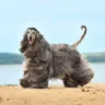 معرفی نژاد سگ افغان | همه چیز در مورد سگ Afghan Hound