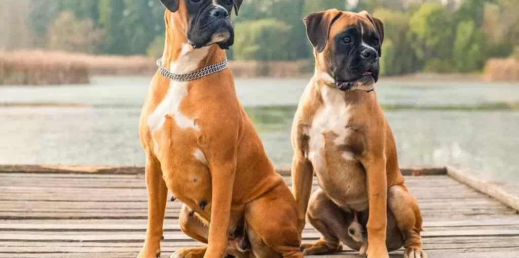 معرفی سگ نژاد باکسر | اطلاعات کامل در مورد سگ نژاد Boxer