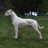 معرفی سگ نژاد داگو آرژانتینو | همه اطلاعات درمورد نژاد Dogo Argentino