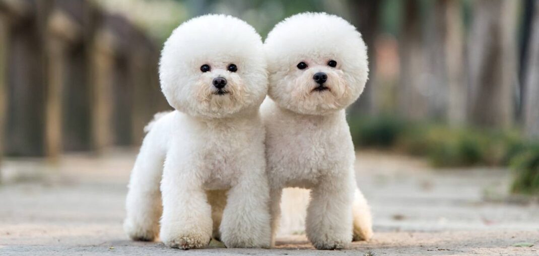 معرفی نژاد پودل | همه چیز در مورد سگ نژاد Poodle