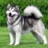 معرفی نژاد مالاموت آلاسکایی | خرید سگ نژاد Alaskan Malamute