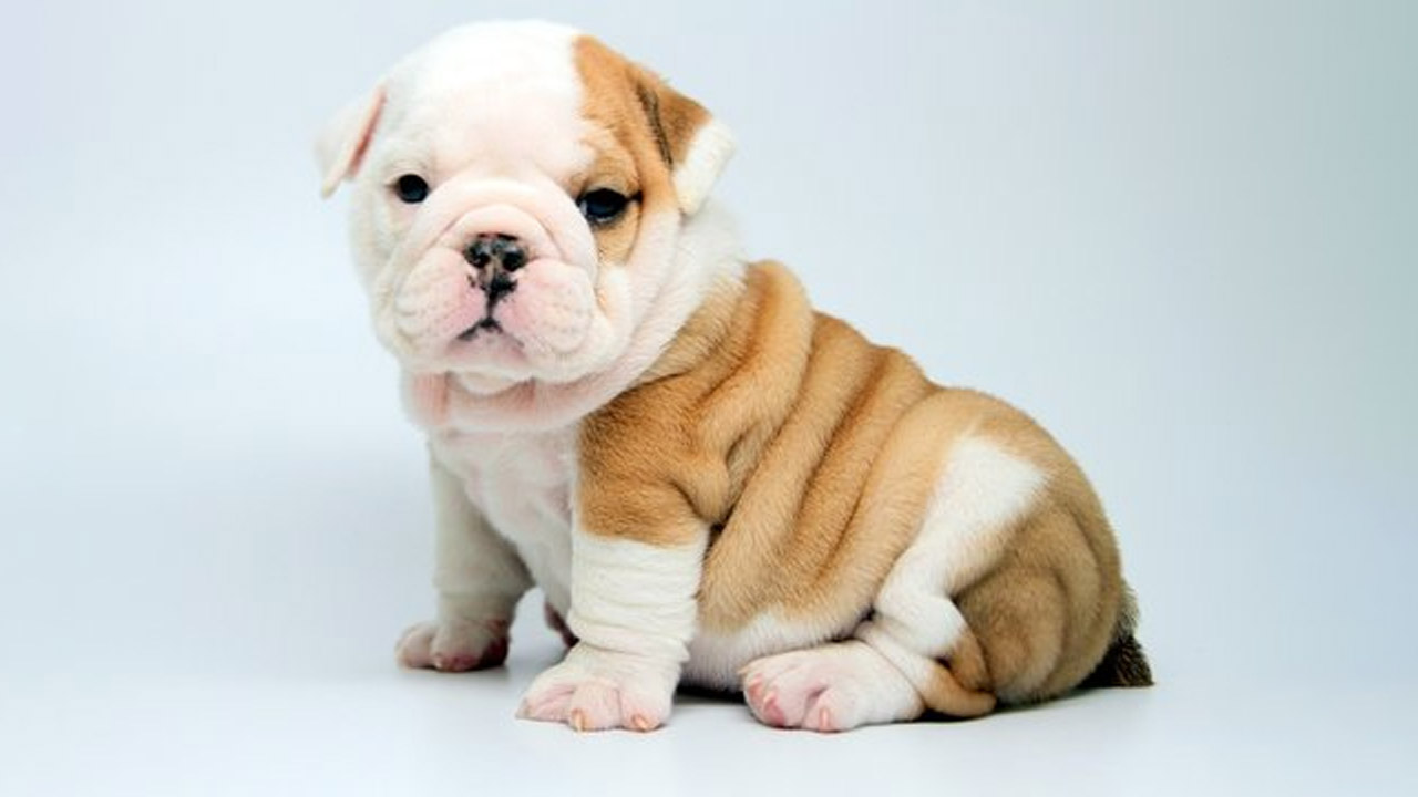 خرید سگ نژاد بولداگ. فروش توله سگ نژاد بولداگ