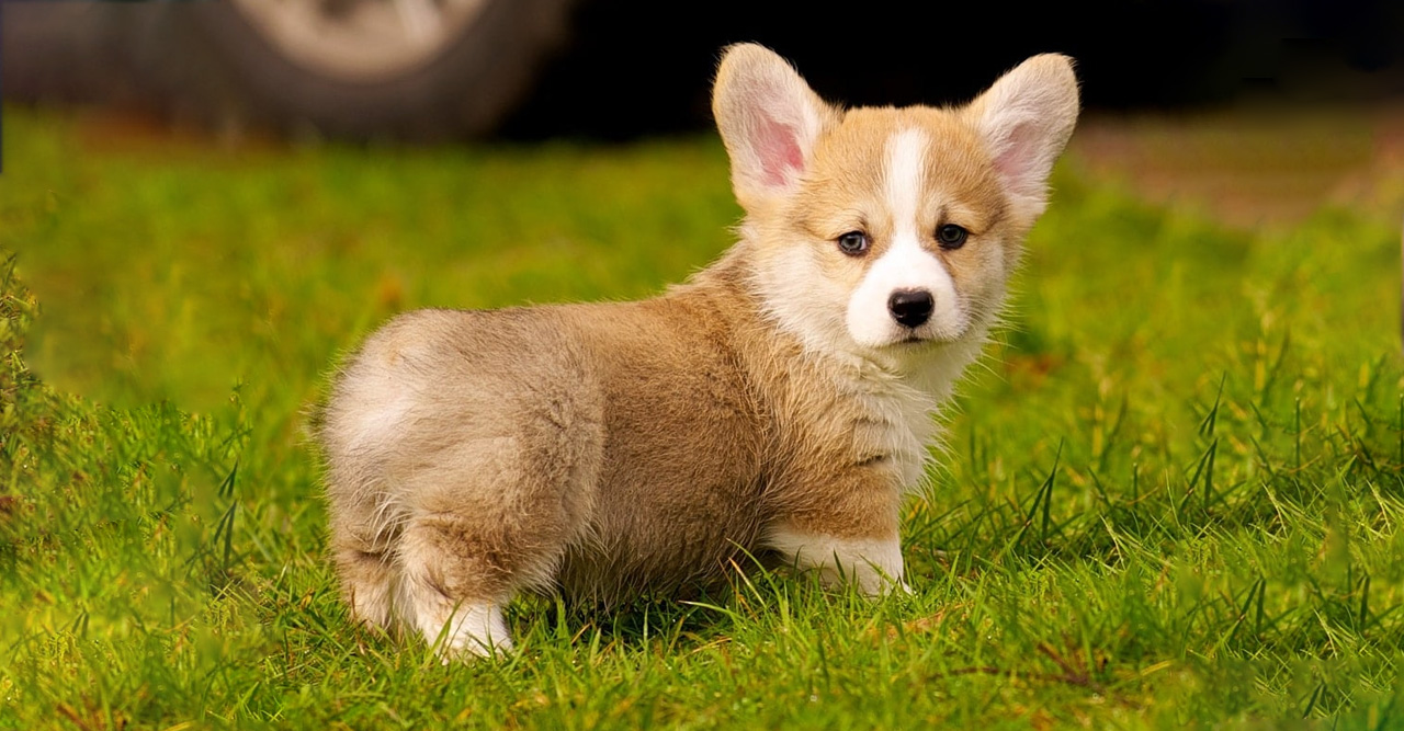 خرید سگ ولش کورگی