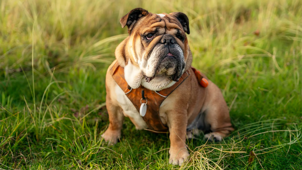 خصوصیات ظاهری سگ نژاد بولداگ